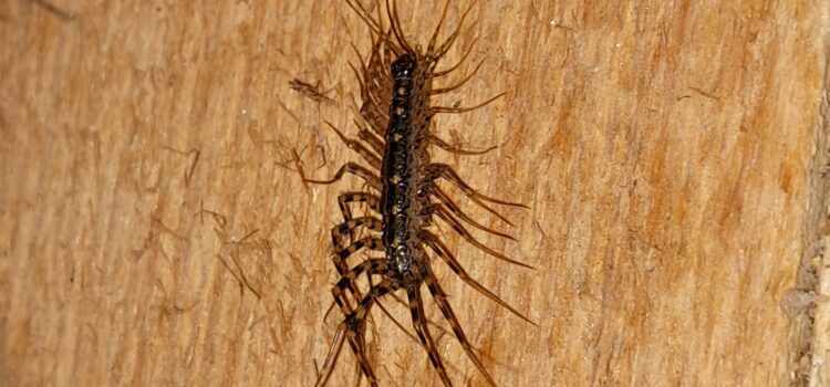 House Centipedes