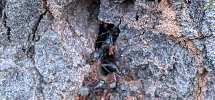 Watch Out for Carpenter Ants in North Georgia: What You Need to Know Watch Out for Carpenter Ants in North Georgia: What You Need to Know